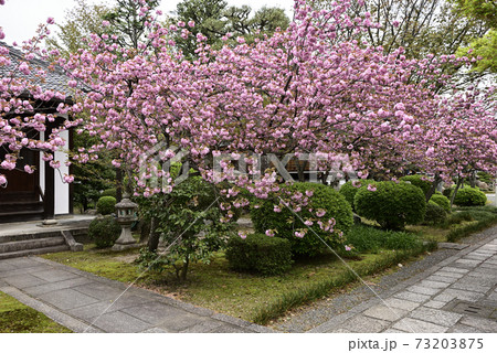 本満寺 八重桜 本満寺 八重桜 73203875