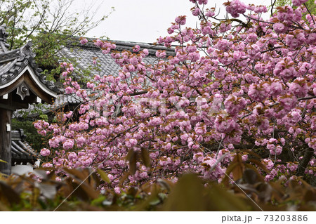本満寺 八重桜 本満寺 八重桜 73203886