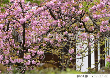本満寺 八重桜 本満寺 八重桜 73203890