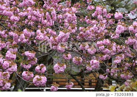 本満寺 八重桜 本満寺 八重桜 73203893