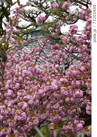 本満寺 八重桜 本満寺 八重桜 73203898