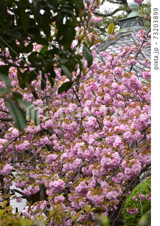 本満寺 八重桜 本満寺 八重桜 73203899