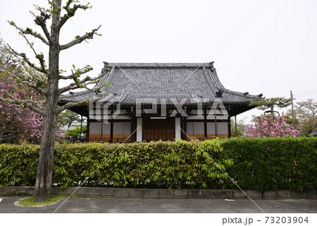 本満寺 八重桜 本満寺 八重桜 73203904