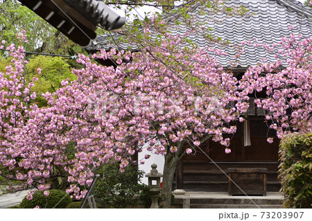 本満寺 八重桜 本満寺 八重桜 73203907