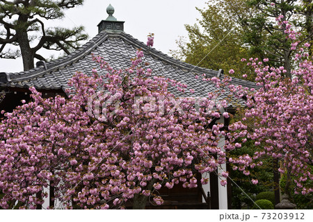 本満寺 八重桜 本満寺 八重桜 73203912