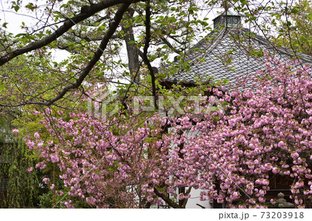 本満寺 八重桜 本満寺 八重桜 73203918