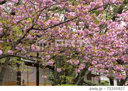 本満寺 八重桜 本満寺 八重桜 73203927