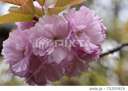 本満寺 八重桜 本満寺 八重桜 73203929