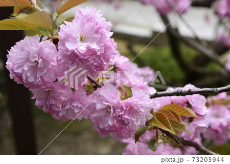 本満寺 八重桜 本満寺 八重桜 73203944