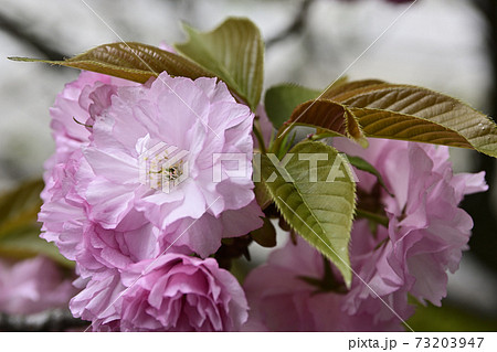 本満寺 八重桜 本満寺 八重桜 73203947