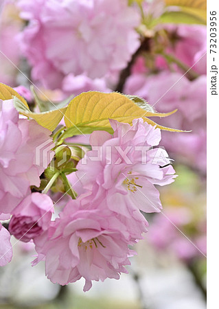 本満寺 八重桜 本満寺 八重桜 73203956