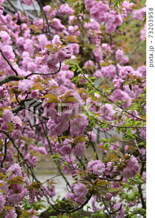本満寺 八重桜 本満寺 八重桜 73203958