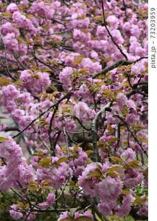 本満寺 八重桜 本満寺 八重桜 73203959