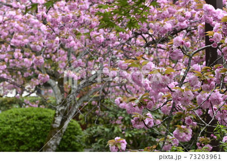 本満寺 八重桜 本満寺 八重桜 73203961