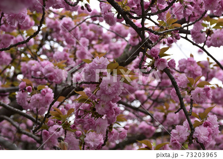 本満寺 八重桜 本満寺 八重桜 73203965