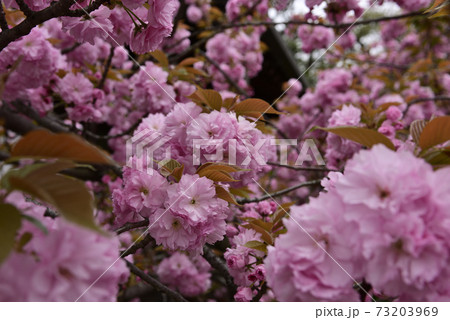 本満寺 八重桜 本満寺 八重桜 73203969