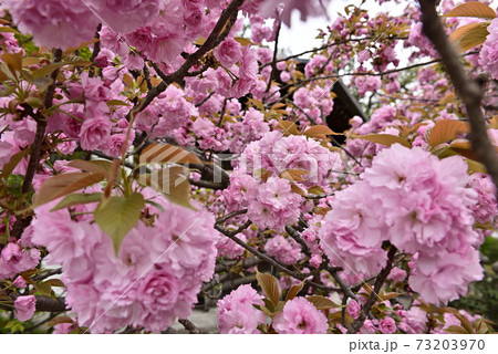 本満寺 八重桜 本満寺 八重桜 73203970