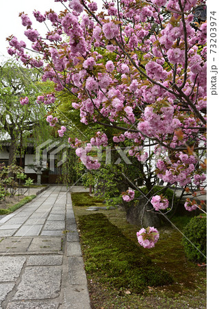 本満寺 八重桜 本満寺 八重桜 73203974