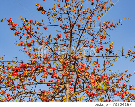 Sunny view of the Bombax ceiba tree blossom Sunny view of the Bombax ceiba tree blossom 73204167