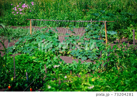Vegetable garden with growing vegetables. Natural rustic plantation of green vegetable garden on a Vegetable garden with growing vegetables. Natural rustic plantation of green vegetable garden on a 73204281