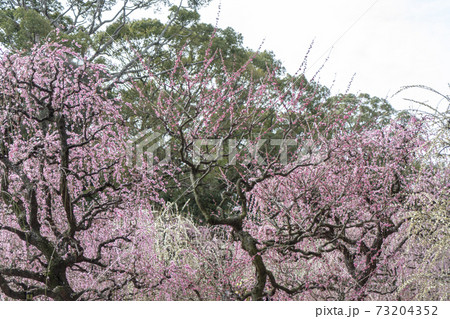 枝垂れ梅　結城神社 73204352