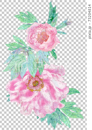 華やかな牡丹の日本画風手書きイラストのイラスト素材