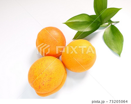 アンズ 杏 杏子 あんず アプリコット アンズ 杏 杏子 あんず アプリコット 73205064