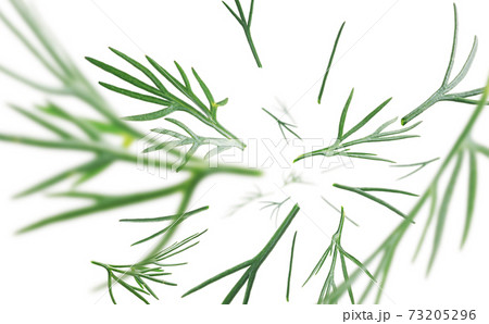 Green sprigs of dill levitate on a white background Green sprigs of dill levitate on a white background 73205296