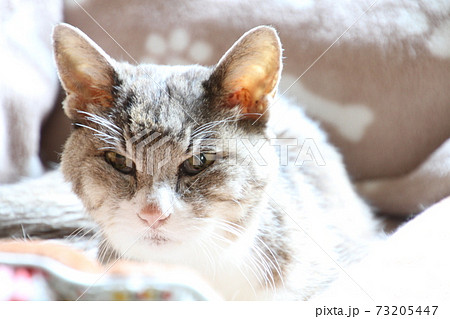 猫、陽射しの中、猫ベッドで静かにくつろぐ二十二歳の婆ちゃん猫，死の三日前 73205447