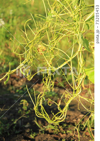 動物の食害、鹿の食害にあった家庭菜園の野菜、インゲンと大豆 73205453