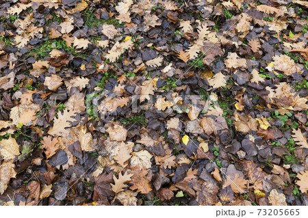 autumn nature and its influence on nature autumn nature and its influence on nature 73205665