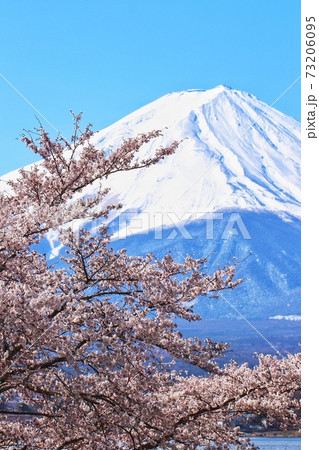 富士山　桜45 73206095