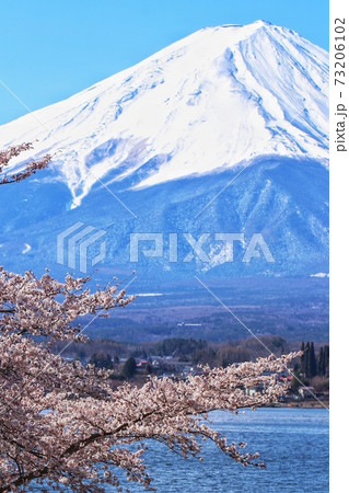 富士山 桜48 富士山 桜48 73206102