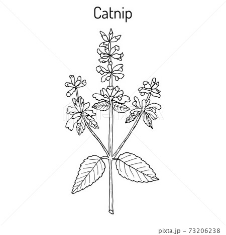 Catnip nepeta cataria , or catswort, catmint - spice plant. 73206238