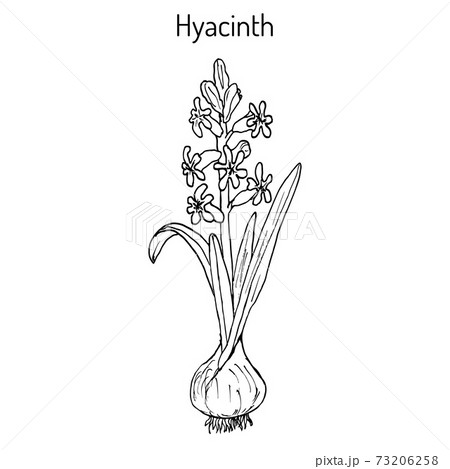 Hyacinth Hyacinthus Orientalis Flowering Plant のイラスト素材