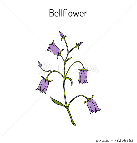 Peach Leaved Bellflower Campanula Persicifolia のイラスト素材