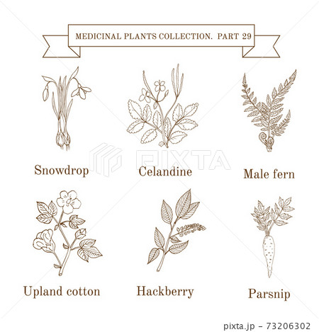Vintage collection of hand drawn medical herbs and plants, snowdrop, celandine, male fern, cotton, hackberry, parsnip. 73206302