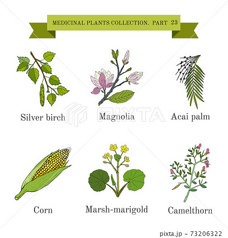 Vintage collection of hand drawn medical herbs and plants, silver birch, magnolia, acai palm, corn, marsh-marigold, camelthorn 73206322