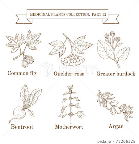 Vintage collection of hand drawn medical herbs and plants, common fig, guelder-rose, greater burdock, beetroot, motherwort, argan 73206328