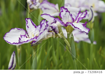 ハナショウブ園に紫と白色の菖蒲の花が咲いています。このハナショウブの名前は雲井の雁です。 73206416