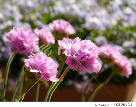 満開のアルメリア ピンクのお花 アップ 満開のアルメリア ピンクのお花 アップ 73206512