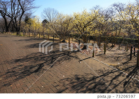 1月　府中178ロウバイの小径･府中郷土の森 73206597