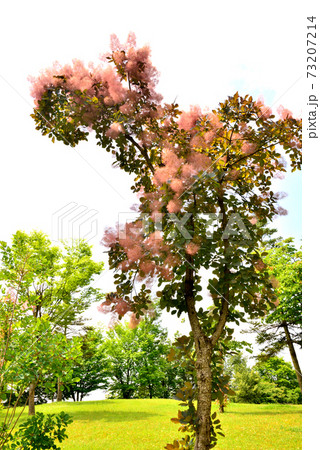 花穂のきれいなスモークツリー 花穂のきれいなスモークツリー 73207214