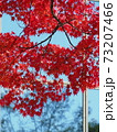 紅葉 73207466