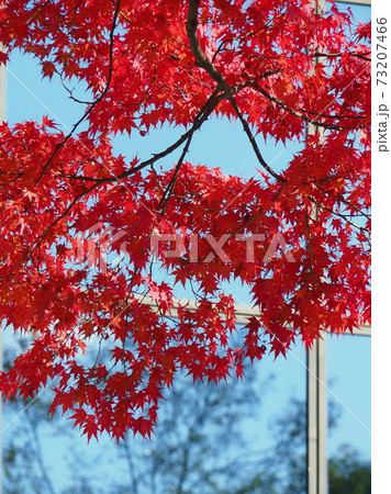 紅葉 紅葉 73207466