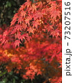 紅葉 73207516