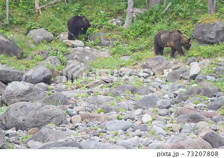 野生のヒグマ 2頭（知床半島 西岸／北海道） 73207808