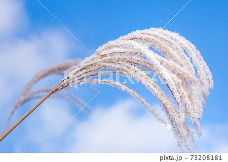 霜で凍ったススキ すすき 宍粟50名山 東山 作品コメント欄に撮影位置の写真素材