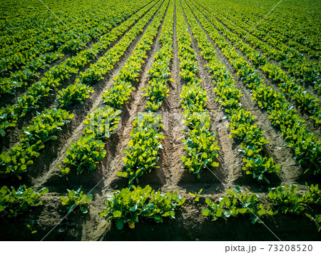 Vegetable massive rows growing in the field Vegetable massive rows growing in the field 73208520