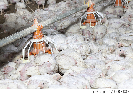 broiler breed of chicken 73208888